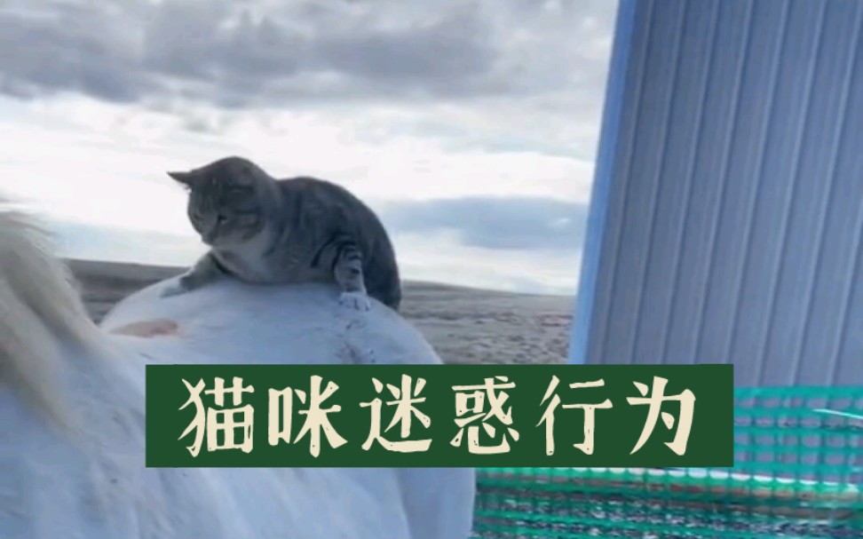 [图]热门猫片解读：猫咪都开始骑马了？？猫球要崛起了…