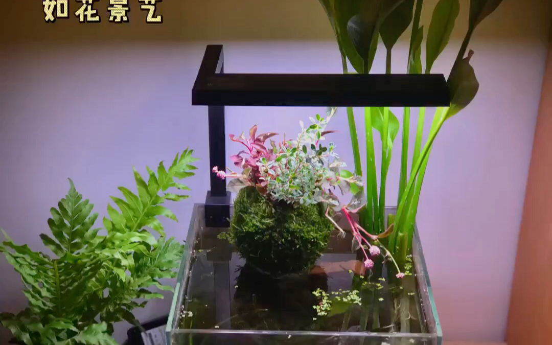 溪流缸 原生缸造景 水面植物球悬浮植物半水植物 ada悬浮缸坨草哔哩哔哩bilibili