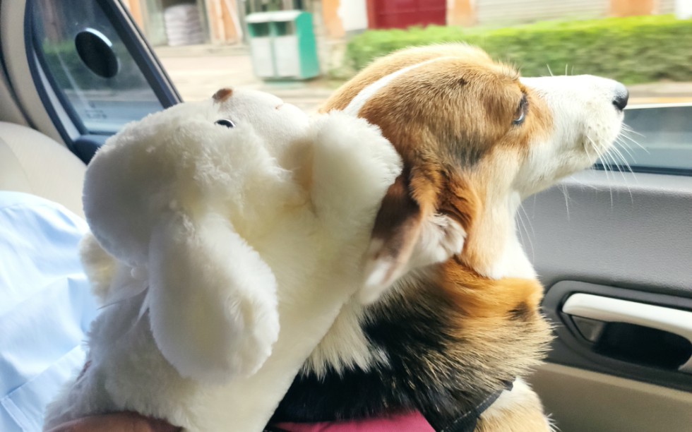 【柯基】愉快坐车车的雪糕【柯基】小短腿梦里都想出去撒欢