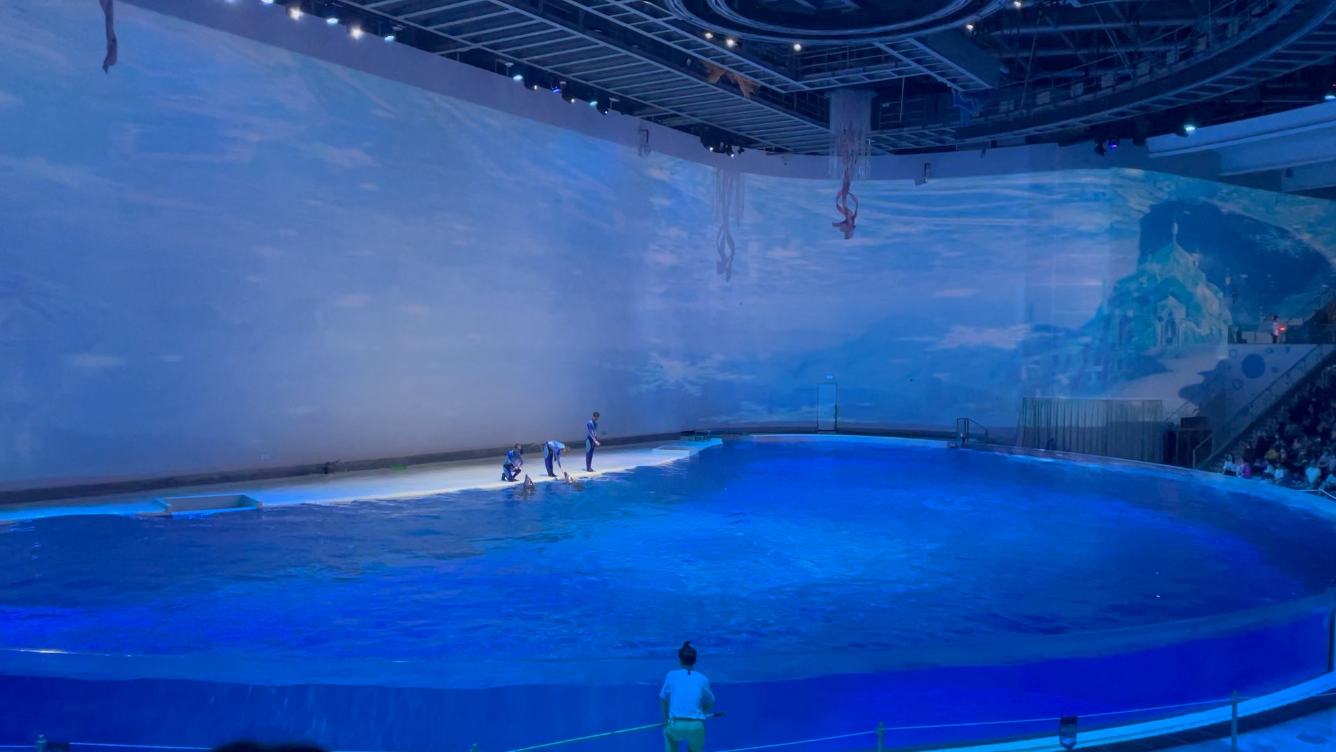 上海海昌海洋公园-海豚表演