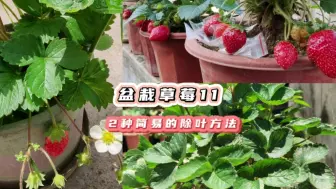 Download Video: 盆栽草莓怎样除叶更科学？按实际情况用这2种方法，简单实用