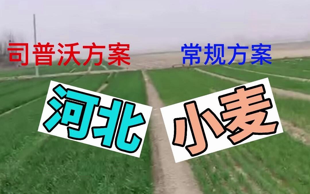 司普沃功能肥水溶肥肥料河北小麦反馈哔哩哔哩bilibili