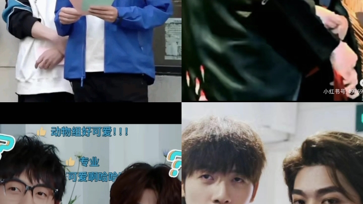 动物组!好磕!-马了顶大不吃香菜-马了顶大不吃香菜-哔哩哔哩视频