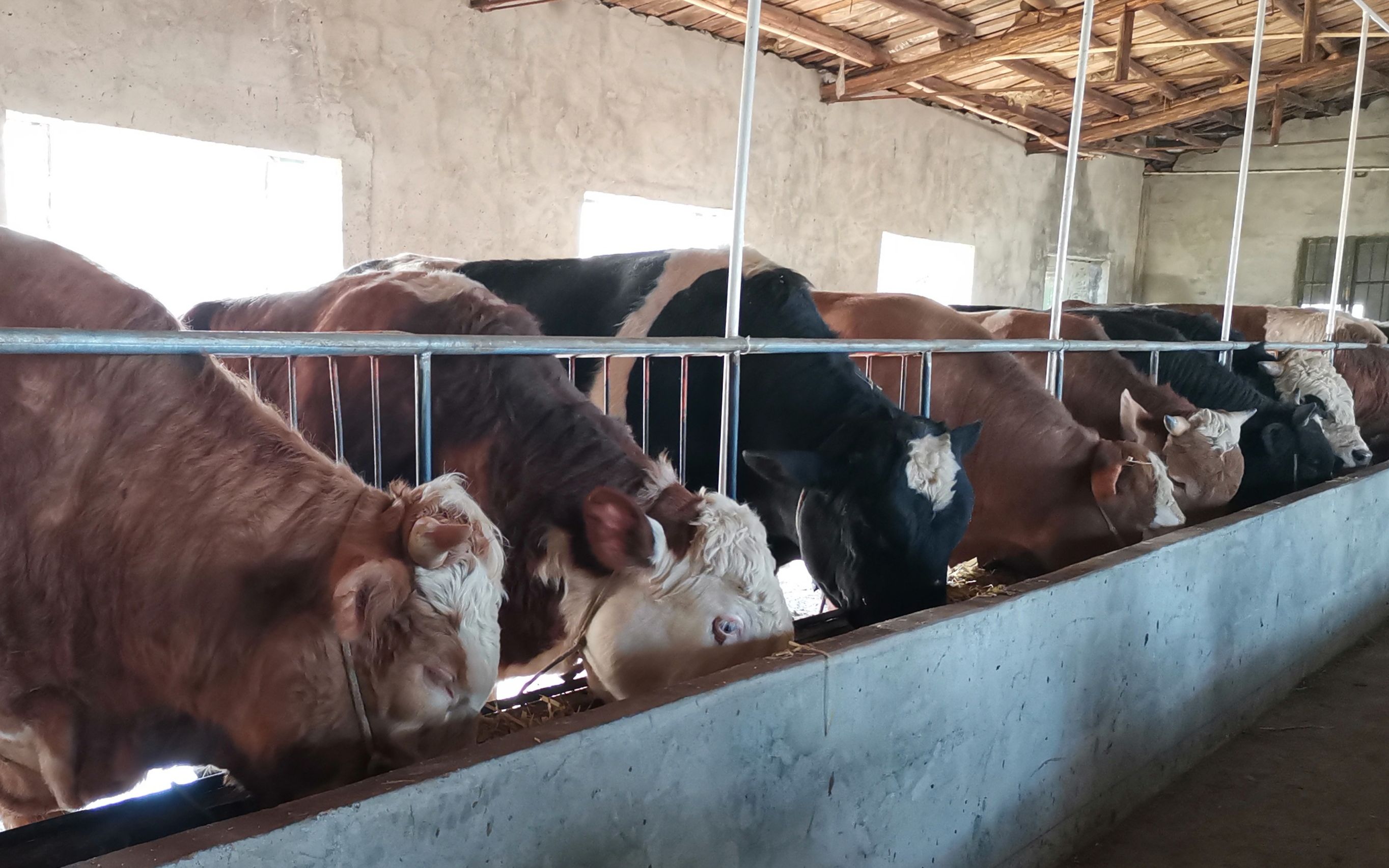 酒糟喂牛太贵,用这种饲料养牛,一吨便宜180元