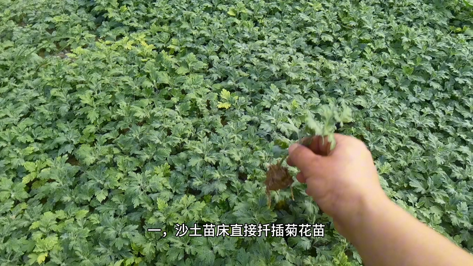 你知道菊花苗价格由哪些因素决定吗?