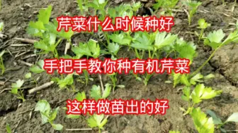 Télécharger la video: 芹菜什么时候种好？手把手教你种有机芹菜，这样做苗出的好