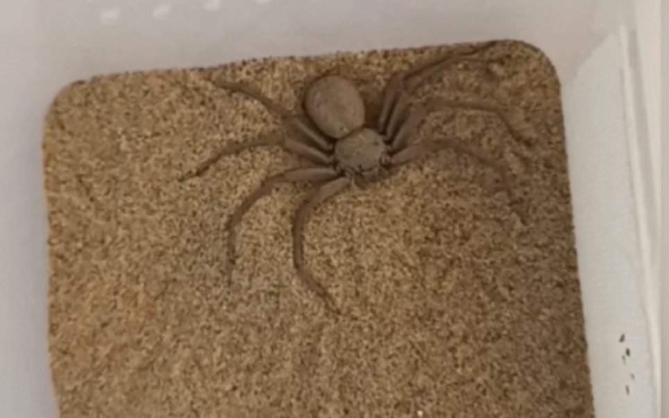 六眼沙蛛自挖自埋_哔哩哔哩_bilibili