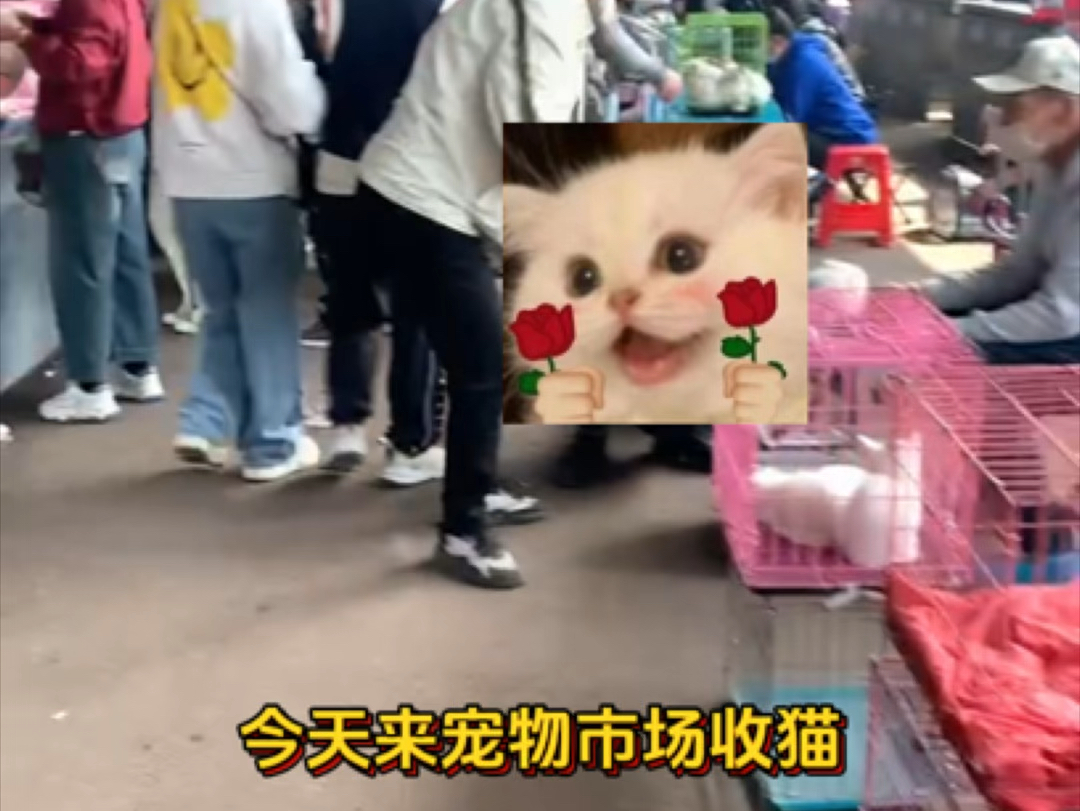 宠物市场收猫哔哩哔哩bilibili