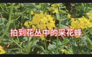 下载视频: 油菜花开的正茂盛，骑车去看看