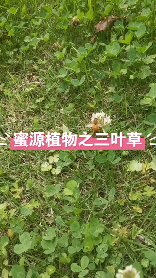 蜜源植物—三叶草哔哩哔哩bilibili