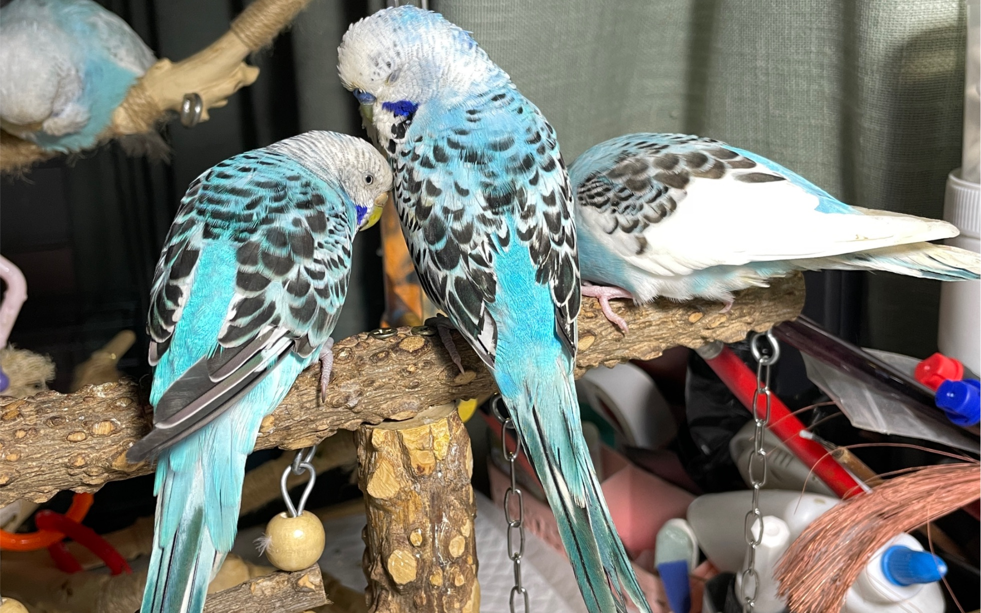 月玖虎皮鹦鹉珍珠找到新的游乐场了不然每次进屋都得去床底找她