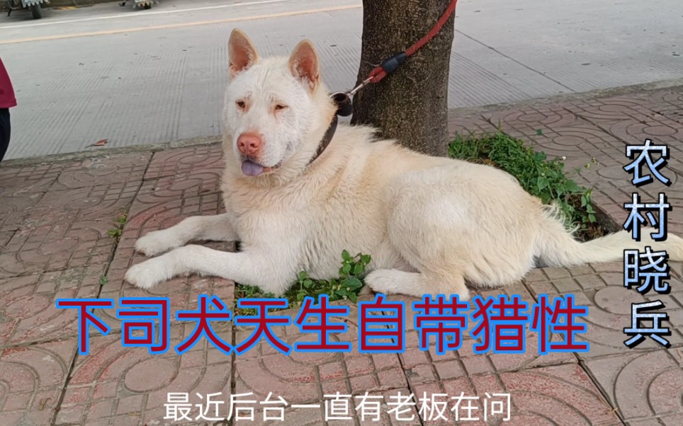 纯种下司犬与串串下司犬有什么不一样的,你了解下司犬的品性吗哔哩哔哩bilibili