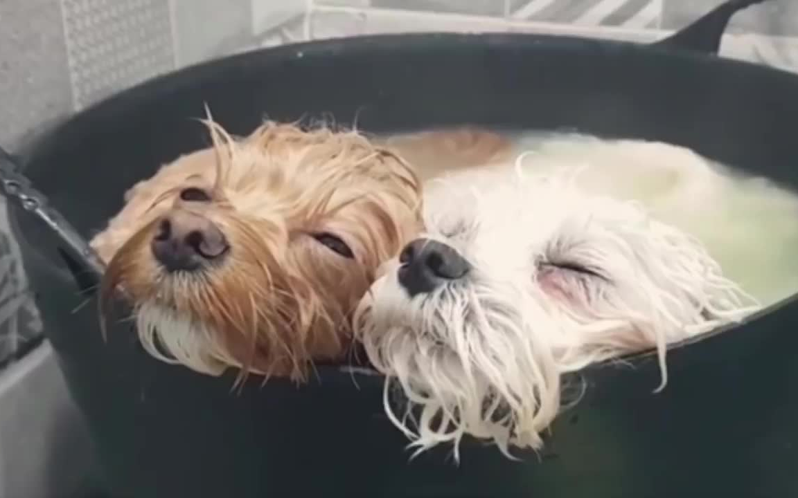 幫二汪洗澡洗一半___回來後發現他倆泡在澡盆中超安靜!