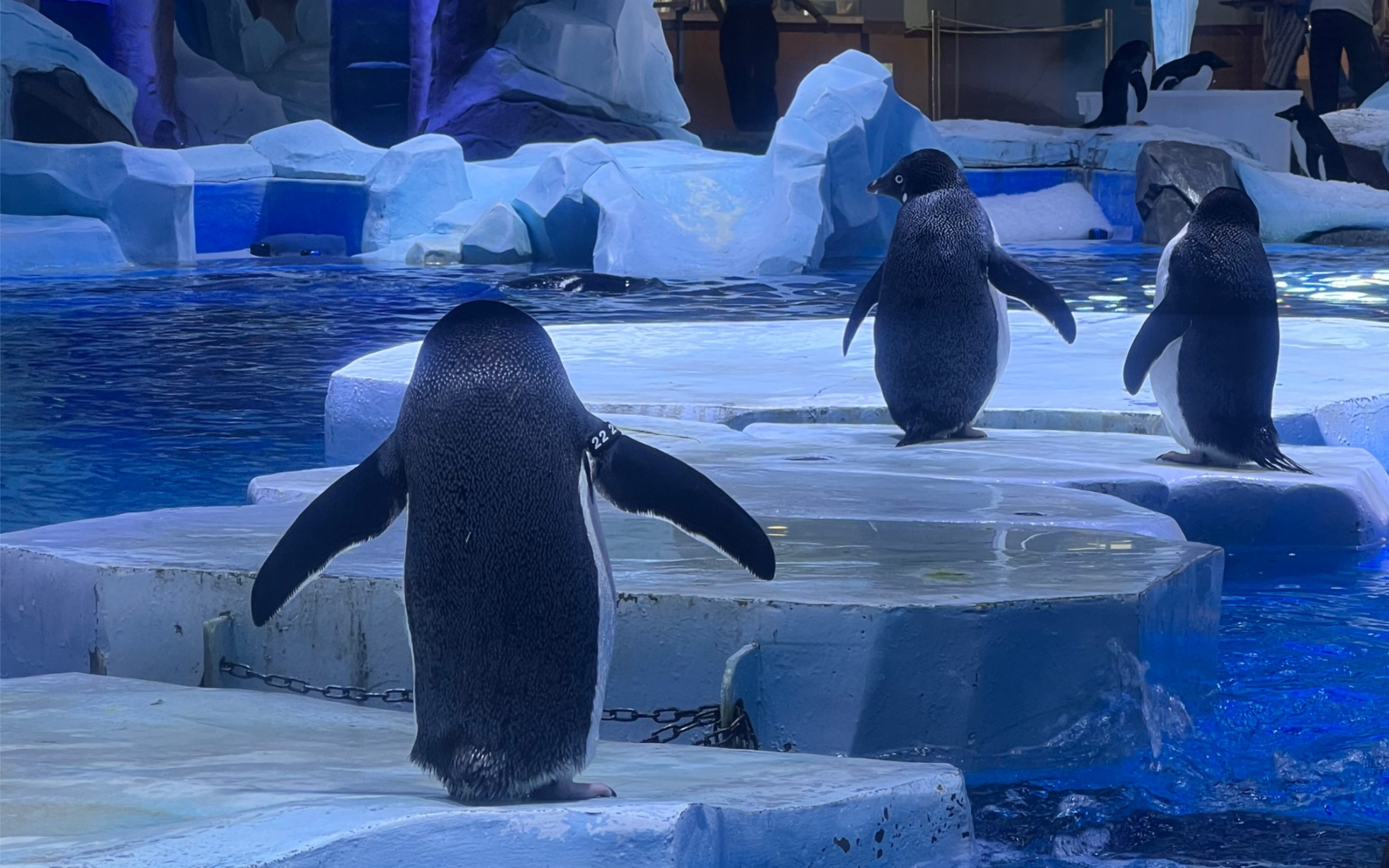 企鹅就是可可爱爱!