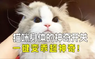 Video herunterladen: 🐱猫咪的4个神奇开关，不要轻易尝试㊙️