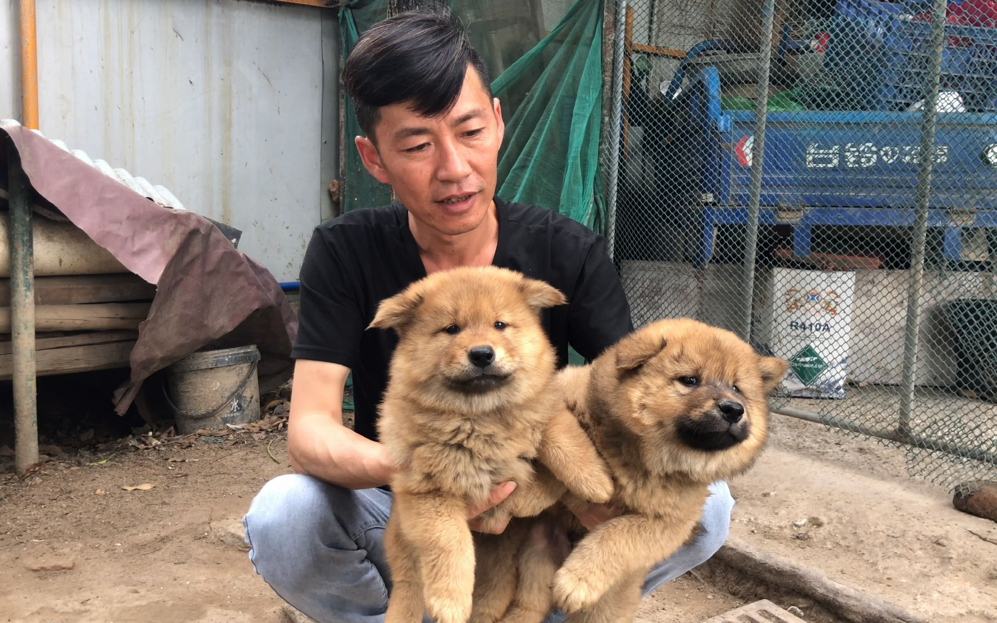 到朋友家看一窝七星狗,三条土松各有千秋,但都是好狗_哔哩哔哩_bili