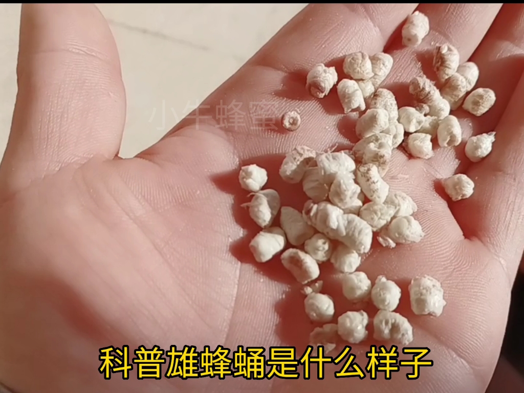 雄蜂蛹是什么雄蜂蛹的功效与作用吃法及价格服用雄蜂蛹怎么样有效果吗