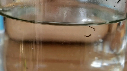 虫卵破论幼虫成长处刑蚊子请看简介