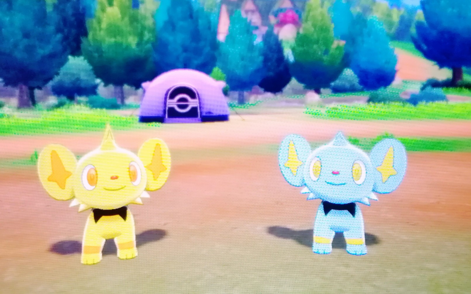 【robinの刷闪】《宝可梦剑盾》(铠岛篇)铠岛首闪!闪光小猫怪get!