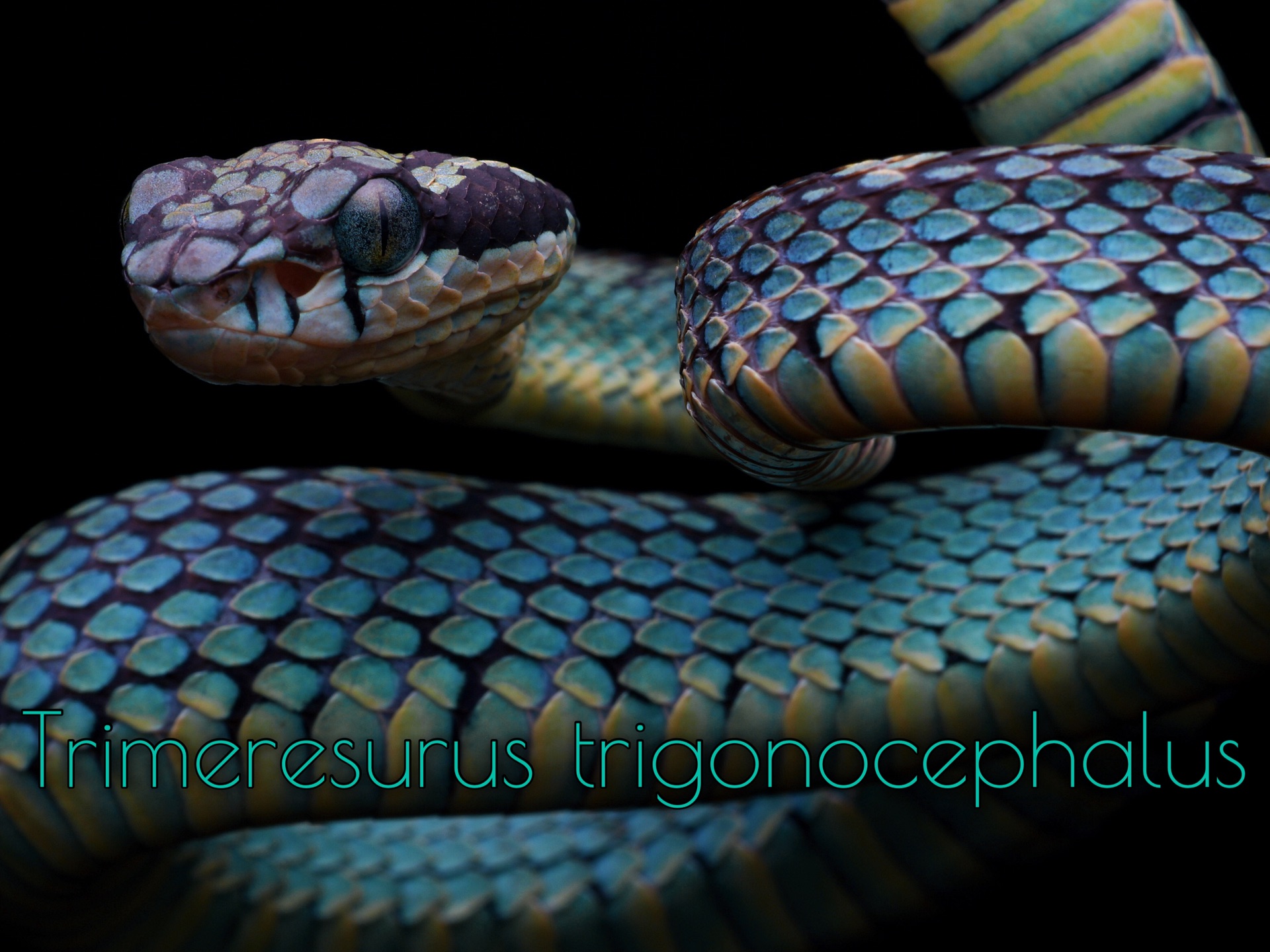 摄影|斯里兰卡竹叶青 Trimeresurus trigonocephalus|ViperidaeCrotalinae哔哩哔哩bilibili