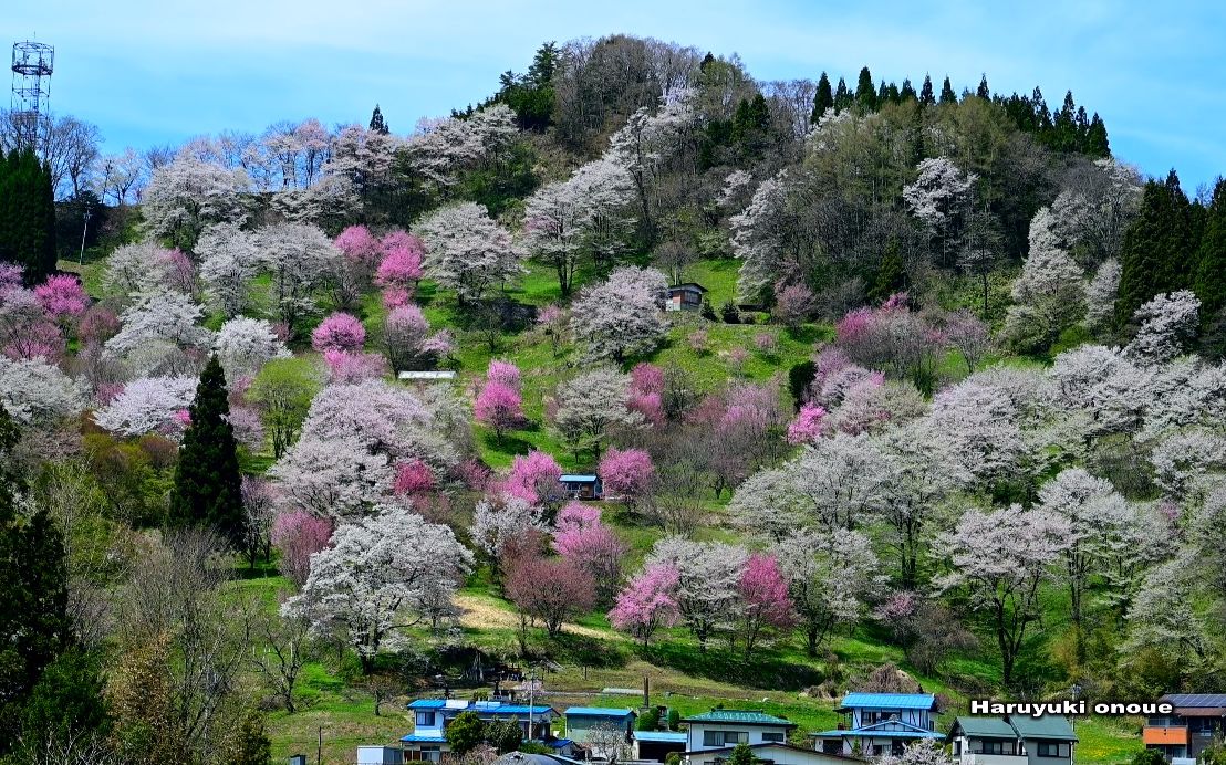 【超清日本】第一视角 山樱盛开的 长野县小川村 (4K超清版) 2022.4哔哩哔哩bilibili