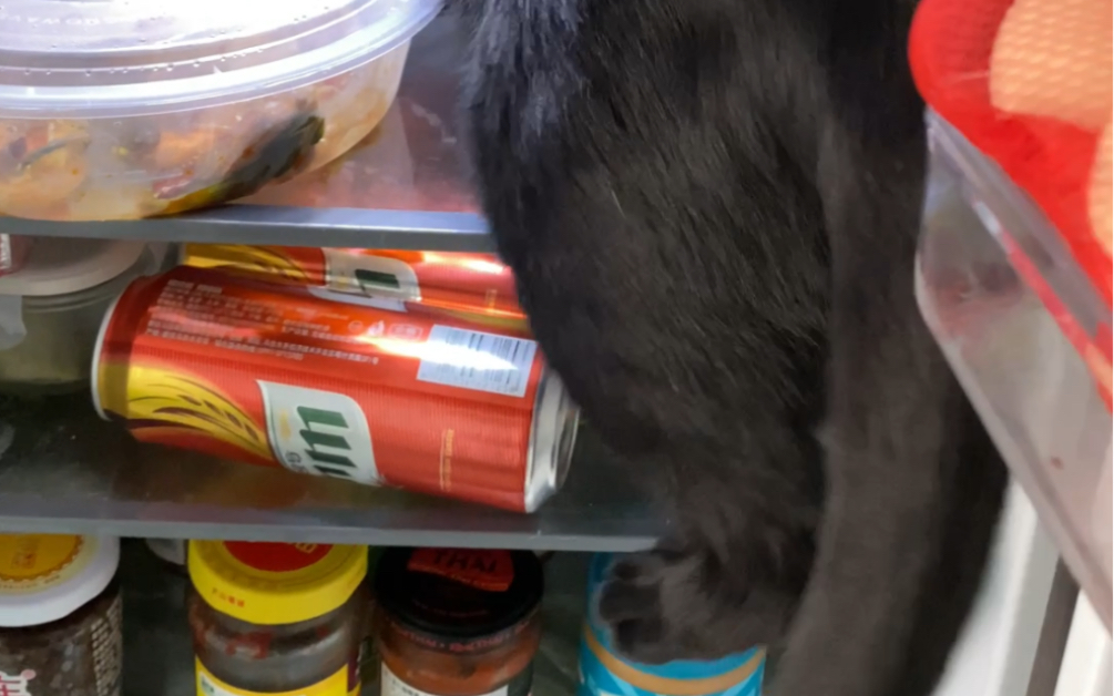 钻进冰箱不肯出来的笨咪咪