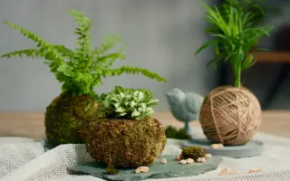 苔玉 搜索结果 哔哩哔哩 Bilibili