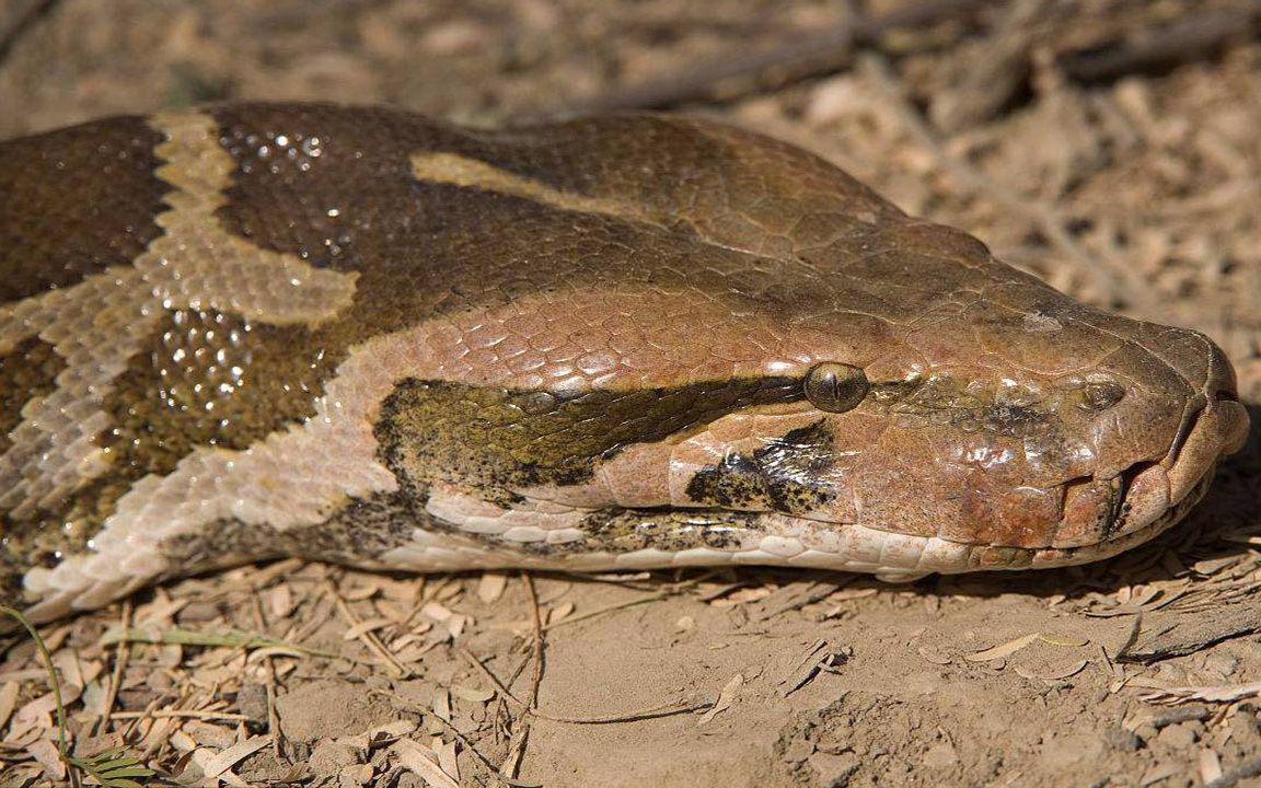 印度蟒-巨型怪物能一口吞下大羚羊,它们还广泛分布在村落之中_哔哩