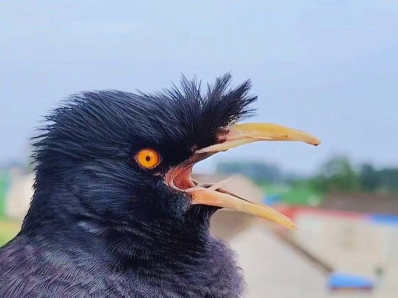 懂得感恩的八哥小鸟来唱歌:要报答父母的养育恩