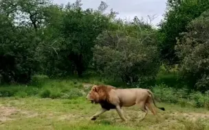 Télécharger la video: 萨比森保护区史上最小的狮王单独驱逐一头接近六岁的流浪雄狮