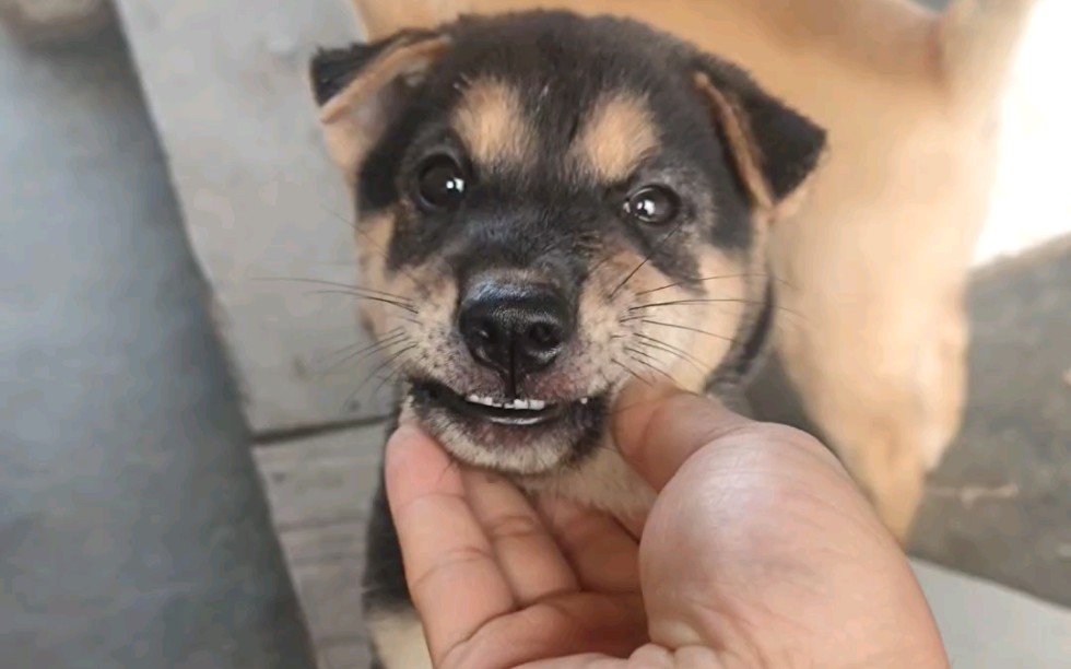 田園犬四眼小美女,在線找個主人,中小體型,安靜類型,打了二針疫苗_嗶