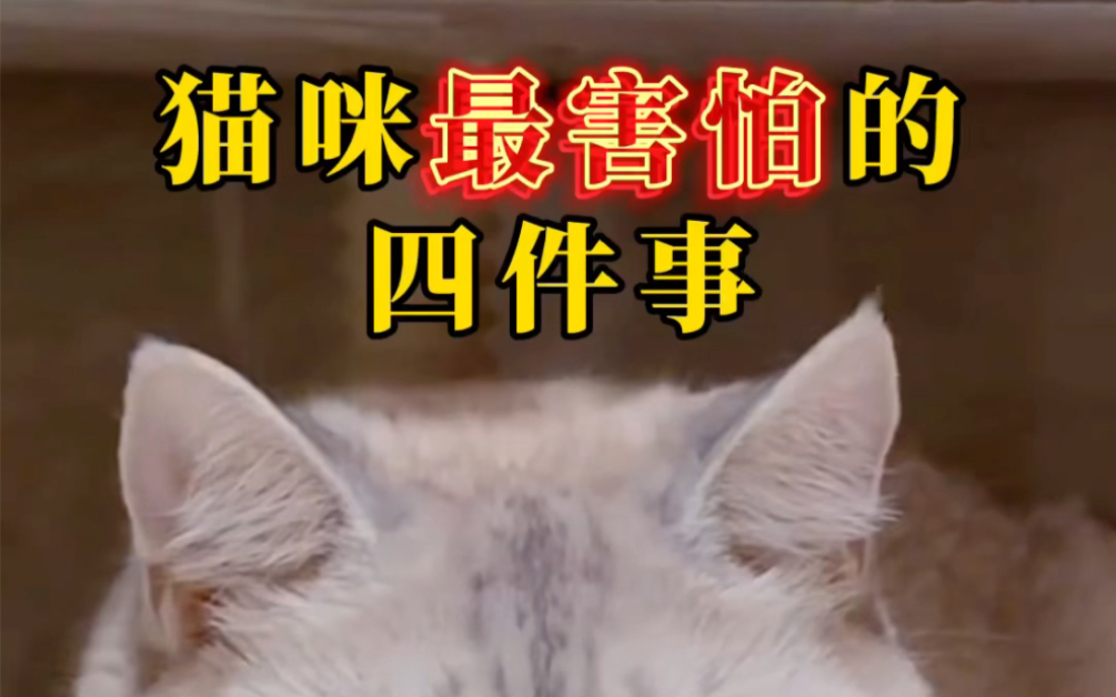 猫咪最害怕的四件事,尤其最后一个伤害极大!哔哩哔哩bilibili