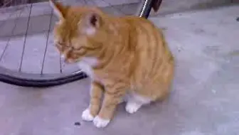 10年前拍摄的猫猫