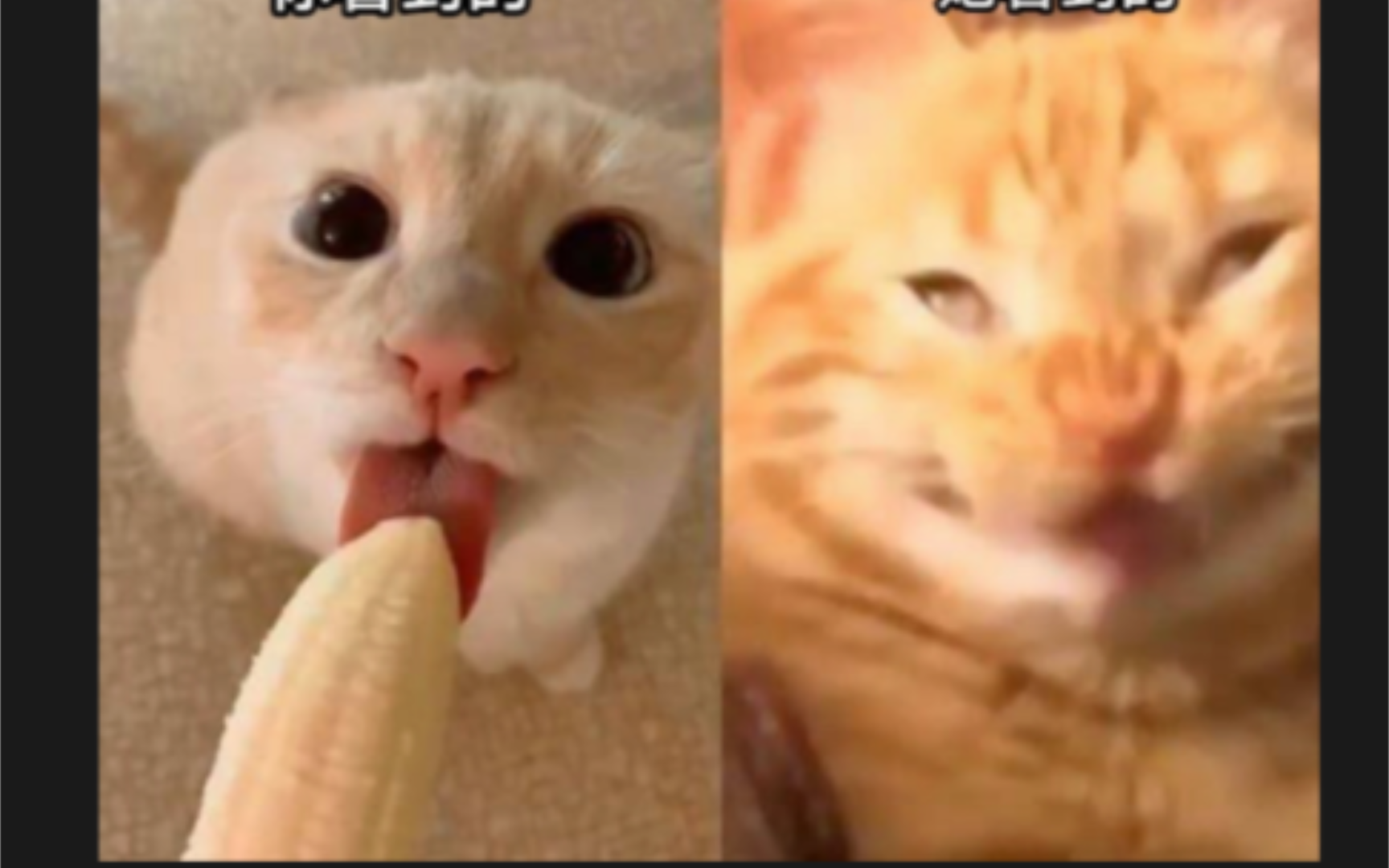 毛子弔图#68:你的视角 / 她的视角