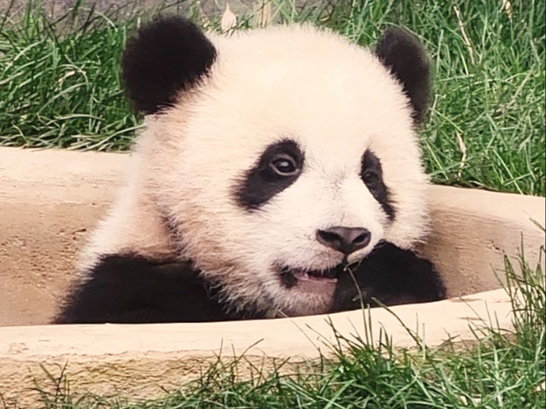 辉宝是一款犯困时会钻进妈妈怀里撒娇的可爱宝宝