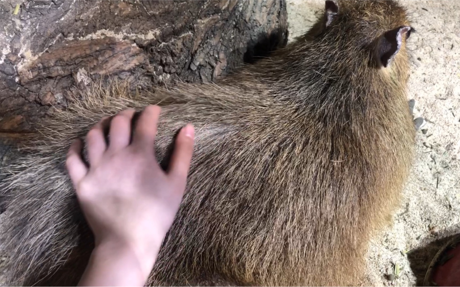 逐渐炸毛的豚豚子