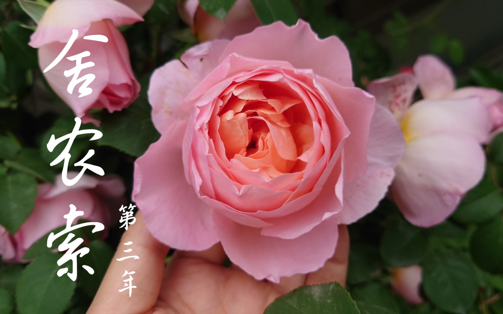 【月季群开】舍农索城堡的女人,身着华丽蓬蓬裙的舞会