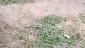 俘虏八俄军