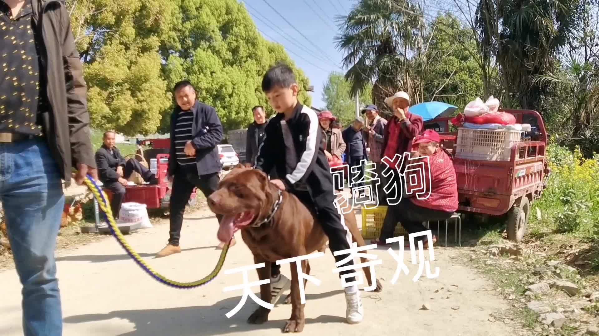 汉中大叔赶集遇怪事,巨型比特犬像牛犊小孩骑狗当座驾,天下奇观