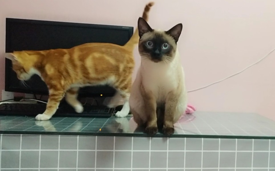 暹罗猫和橘猫混血后代图片