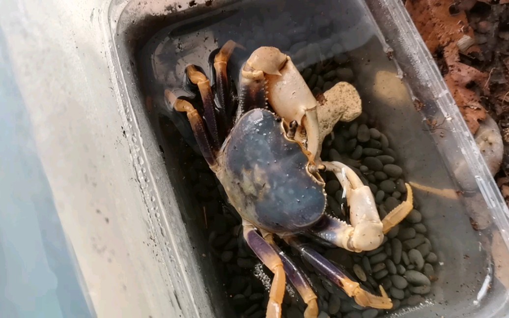 蓝色型安南内溪蟹凶悍进食
