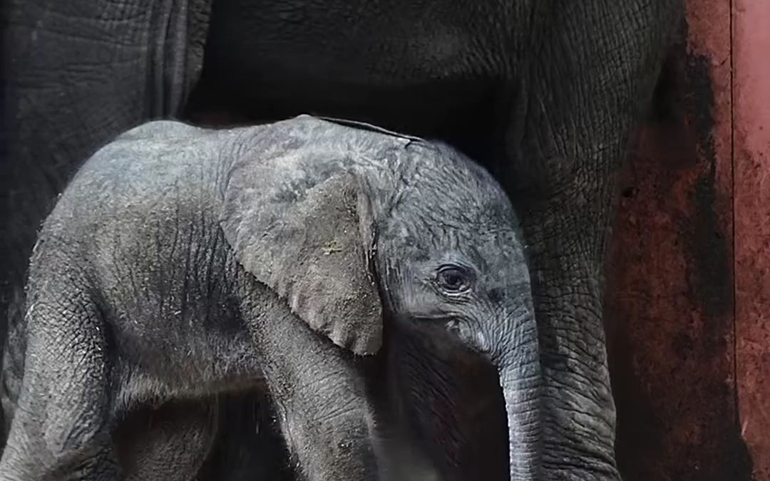 [图]比荷盧最大的野生動物園誕生了1頭可愛的非洲象寶寶