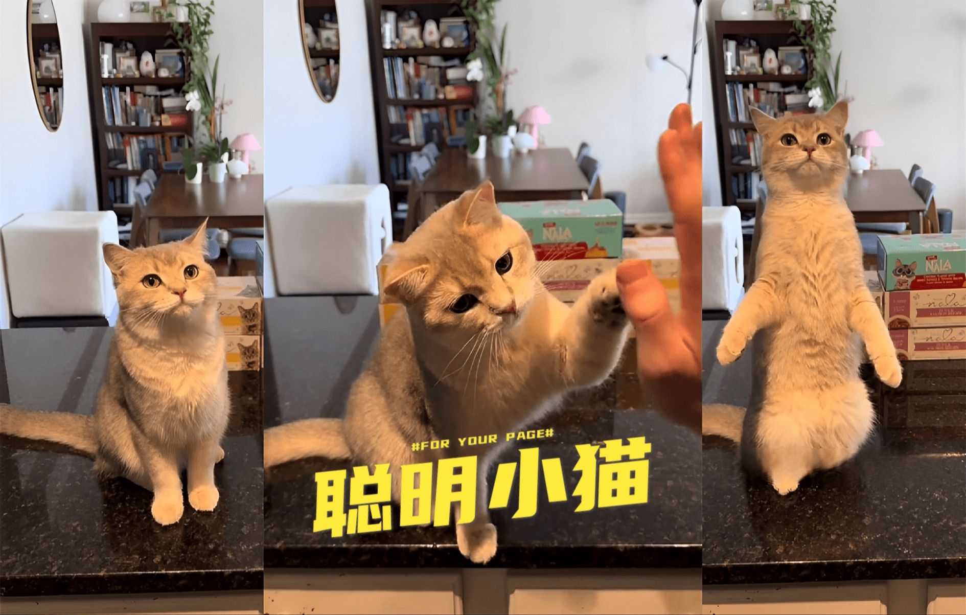 多才多艺的聪明小猫哔哩哔哩bilibili