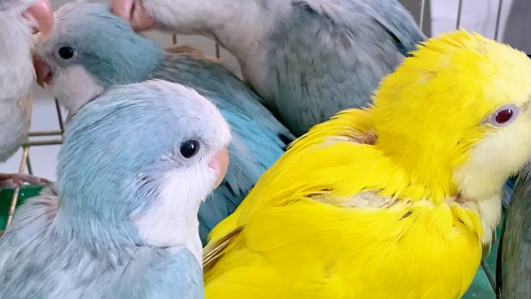 手养鹦鹉 蓝银丝 黄和尚