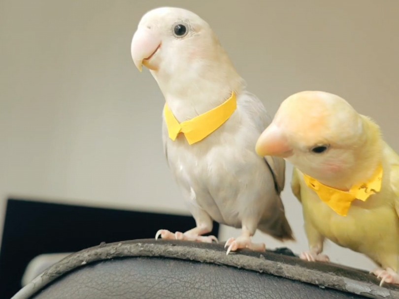 给小鹦鹉做的衣领太可爱了