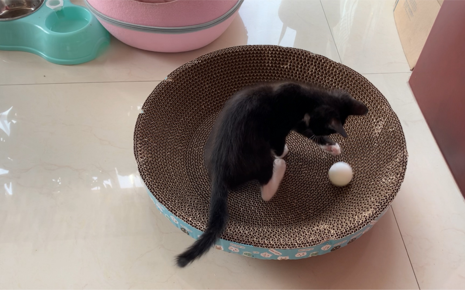 小猫咪在猫抓板里玩乒乓球