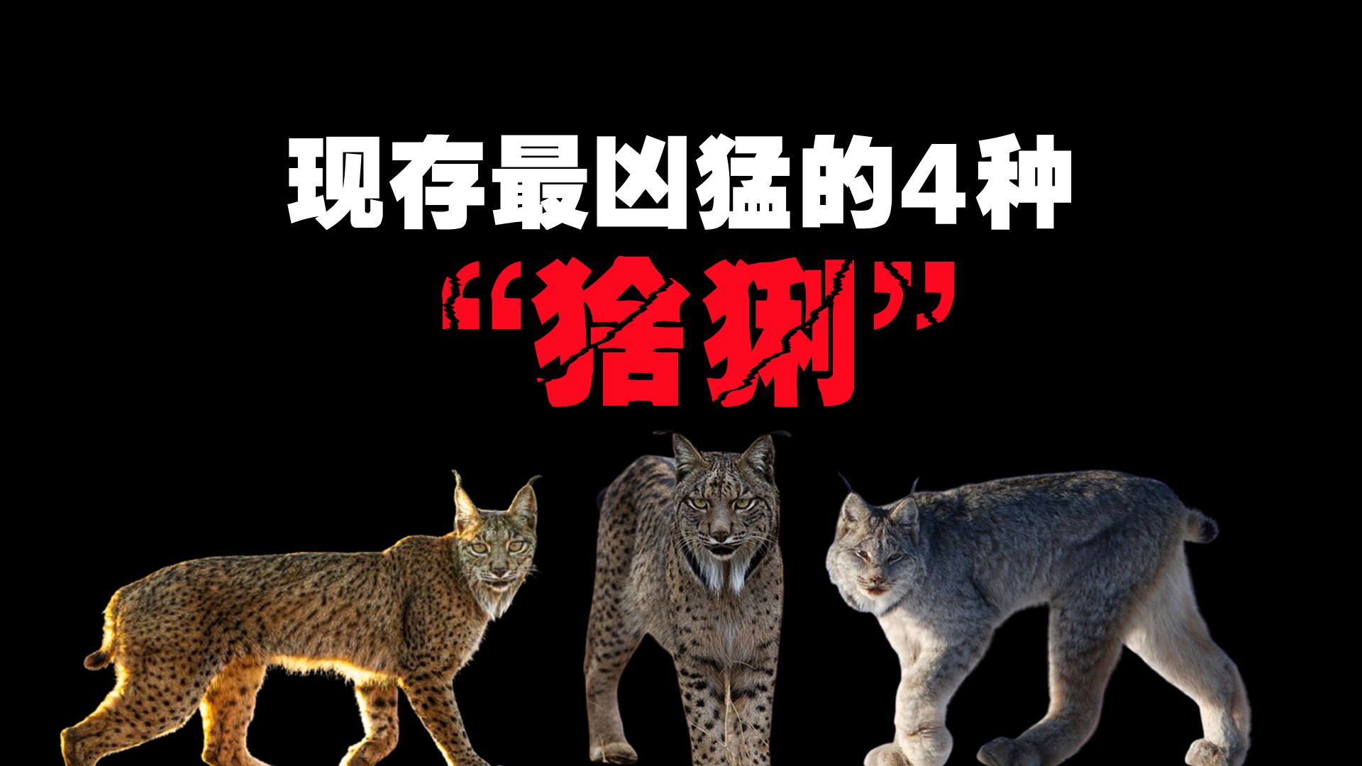 现存最凶猛的4种“猞猁”,一种被低估的致命野兽!哔哩哔哩bilibili