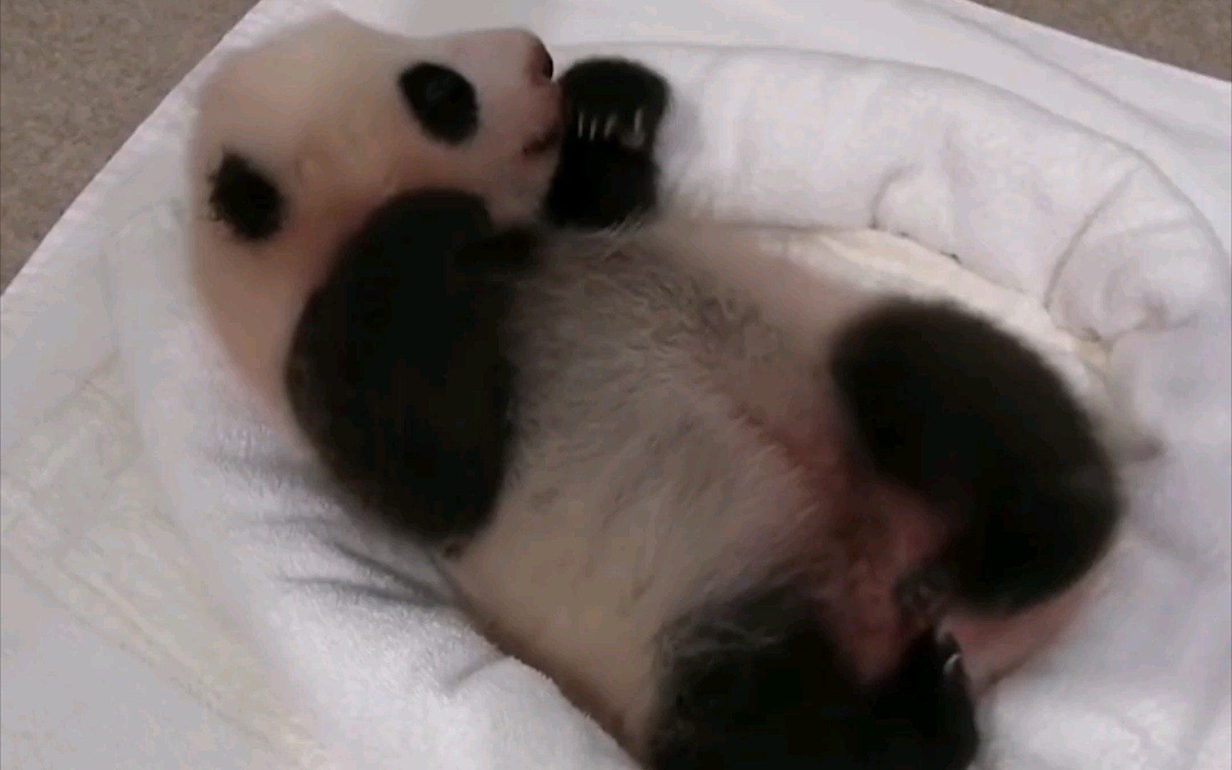 [图]【panda】58日龄的熊猫宝宝刚刚学会翻身了