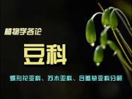 豆科植物特征及代表植物(2)(亚科讲解)哔哩哔哩bilibili