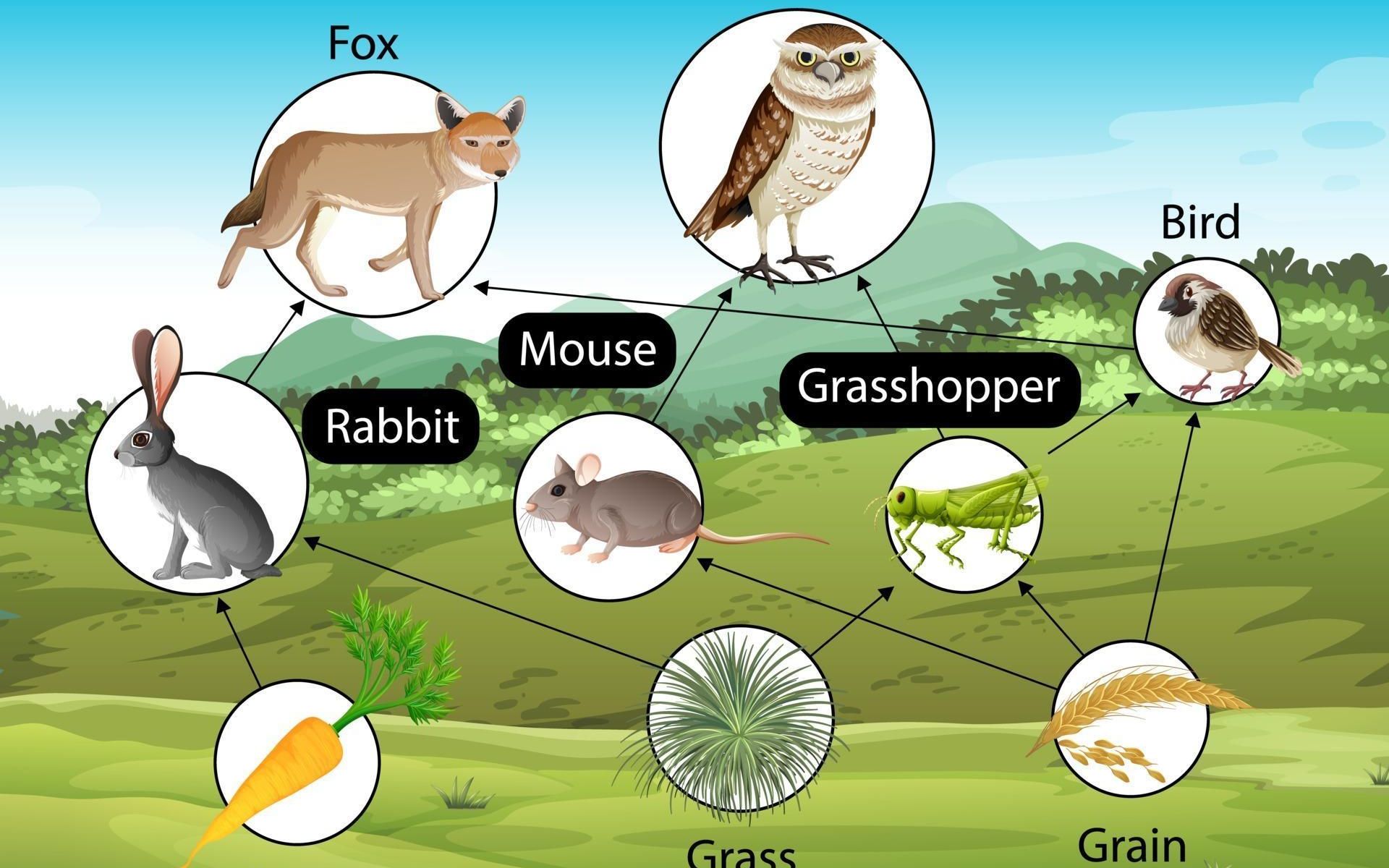 跟我读教给你最优美的英语发音!20231114早读 什么是食物链